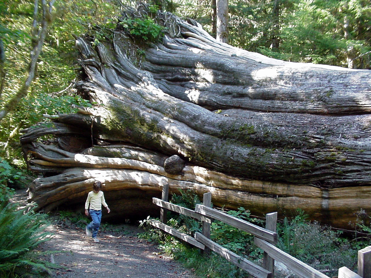 Downed cypress, Olympic National Park - 2000