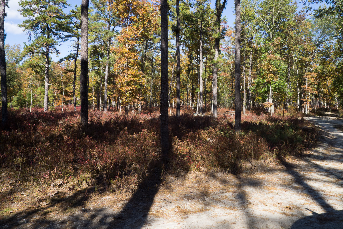 Godfrey Bridge Campground - Wharton State Park, Pine Barrens, NJ