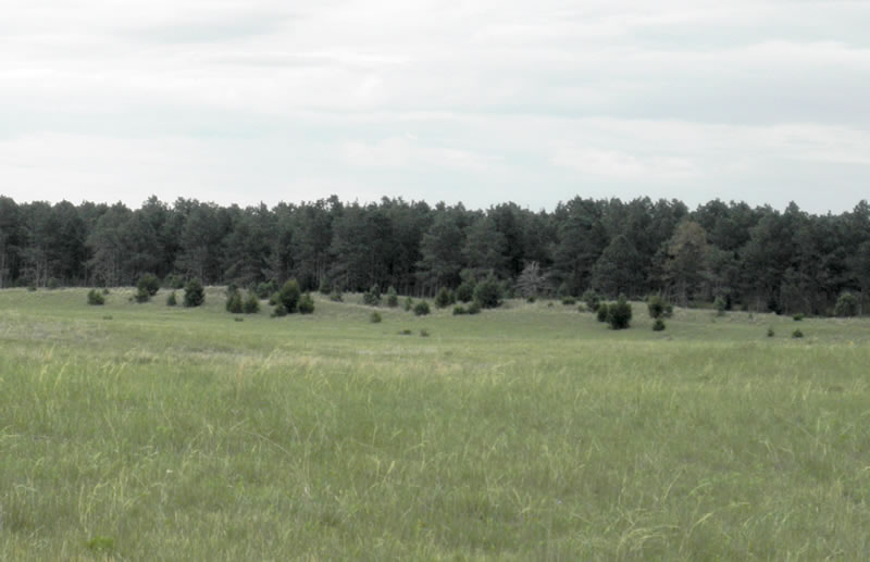 Pine forest at McKelvie National Forest, Nebraska - 2012