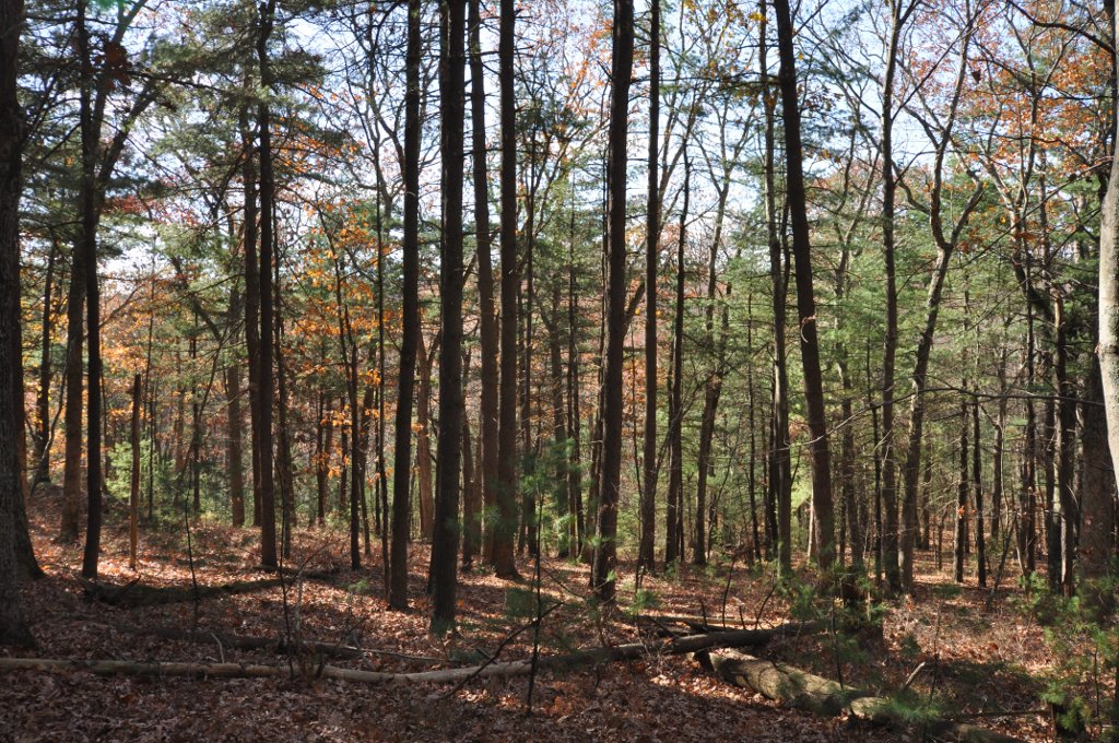 Landscape view in the George Washington Grove Wildlife Management Area, Smithfield Rhode Island.
