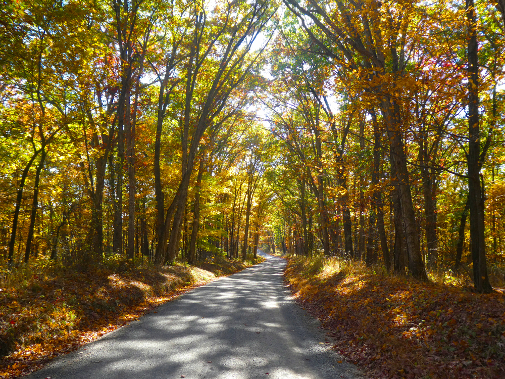 Scenic road winding through a forest with colorful fall foliage at Green Ridge State Forest in Maryland.