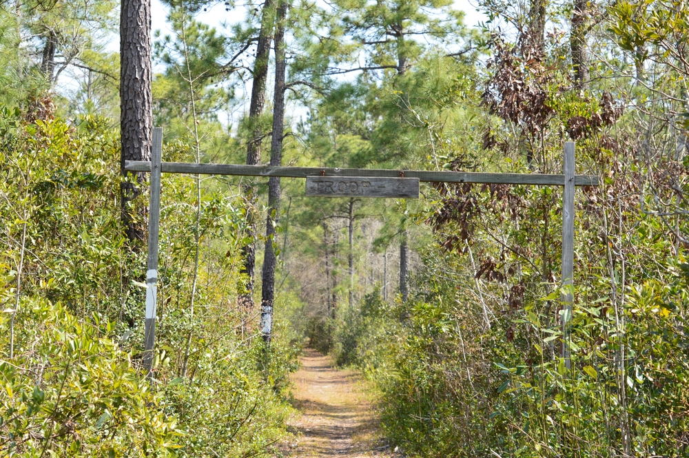 Walking Trail in Francis Marion National Forest in Mount Pleasant, SC
