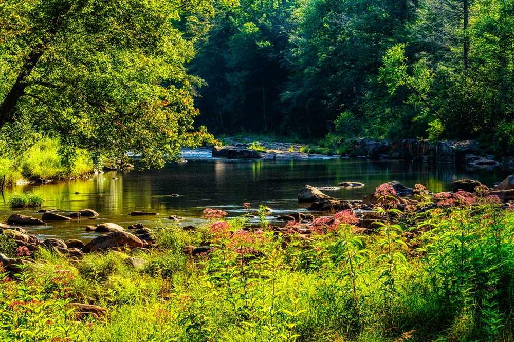 Summer day along the Williams River in Monongahela National Forest, West Virginia, USA