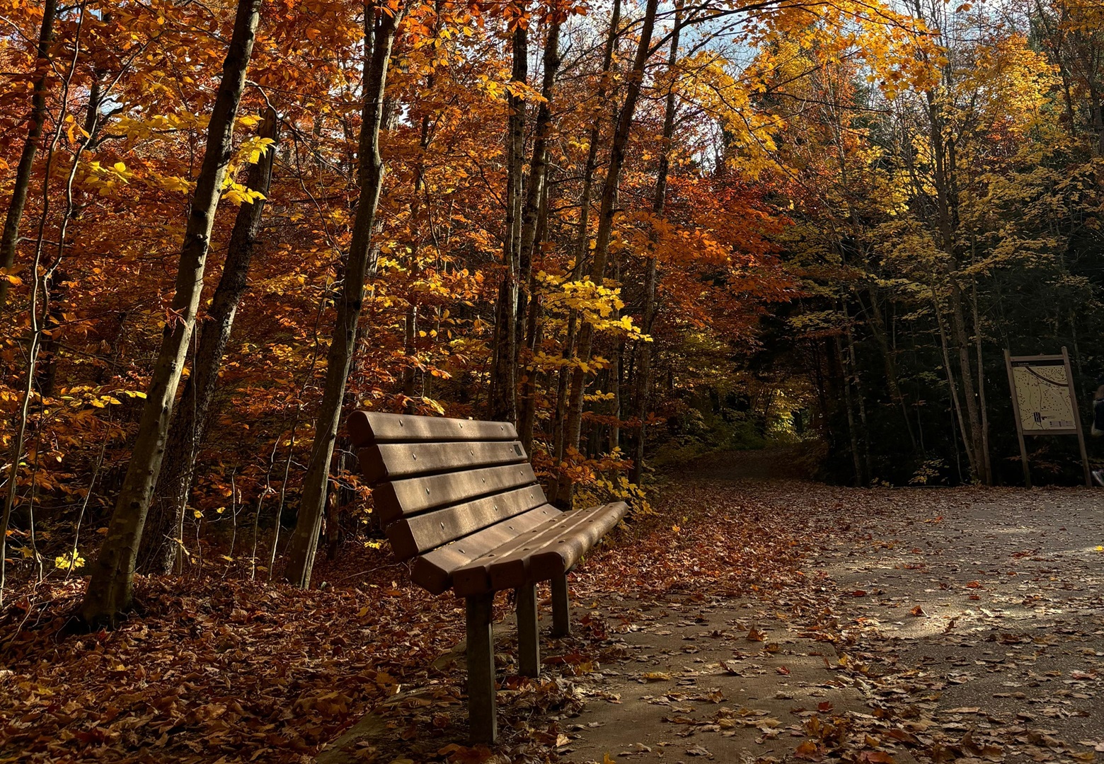 Autumn in HIAWATHA national forest