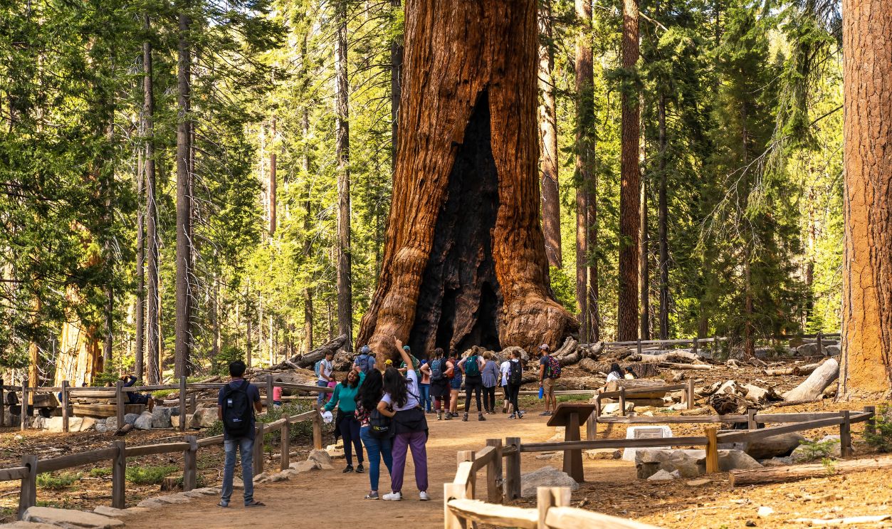 Giant sequoia