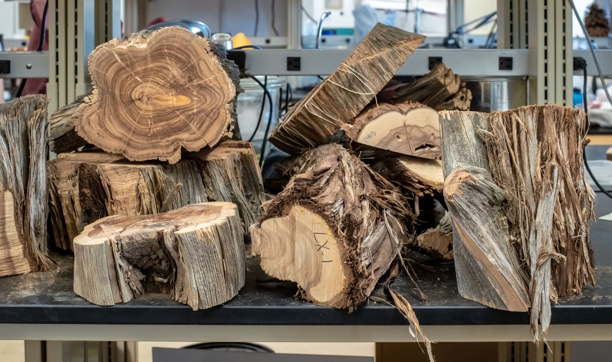 studying tree rings.