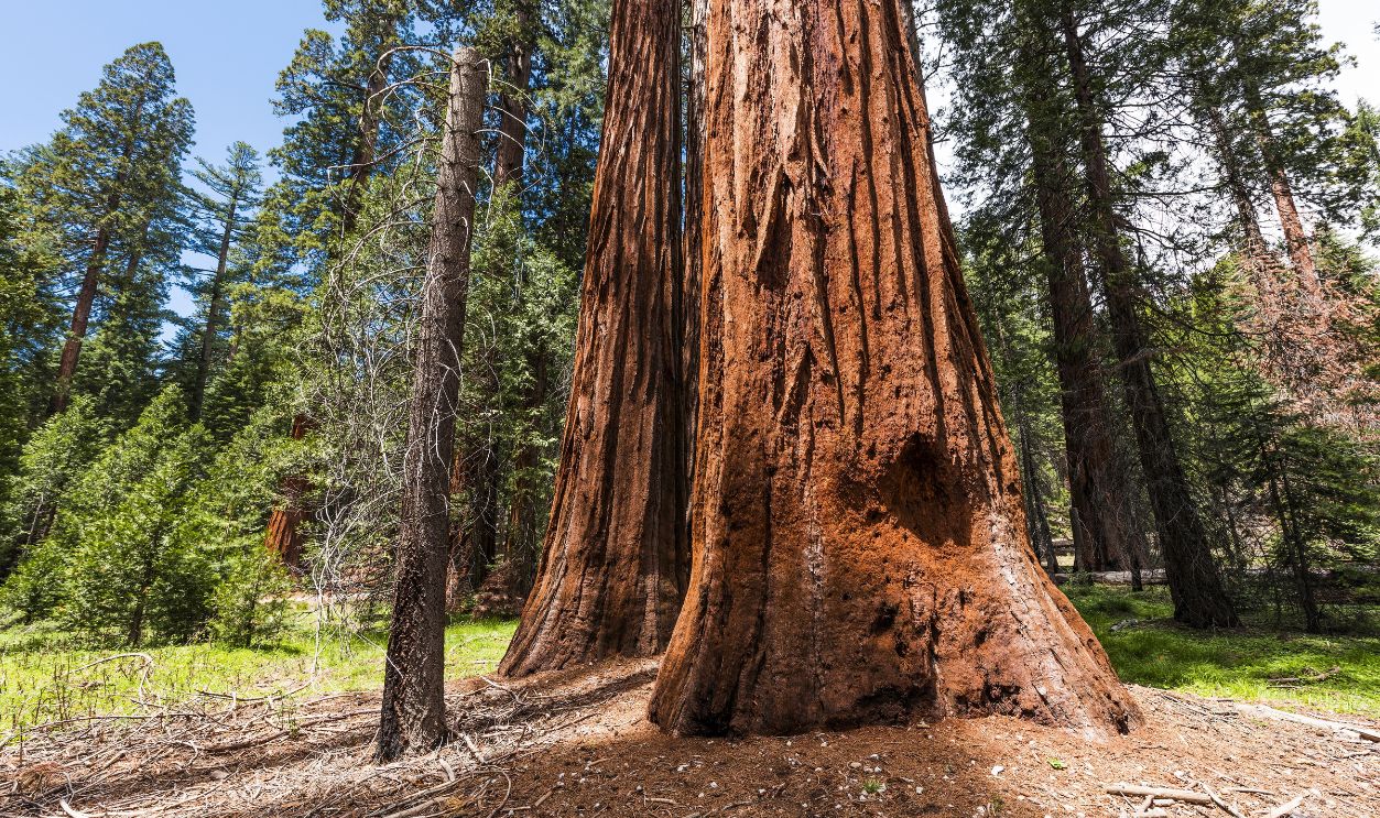 Giant Sequoia