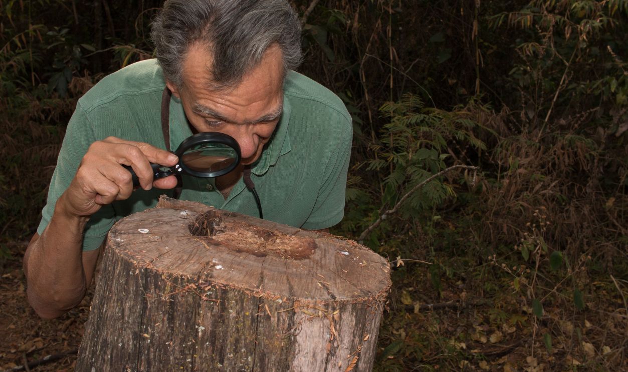 Biologist examine tree rings with a magnifying glass
