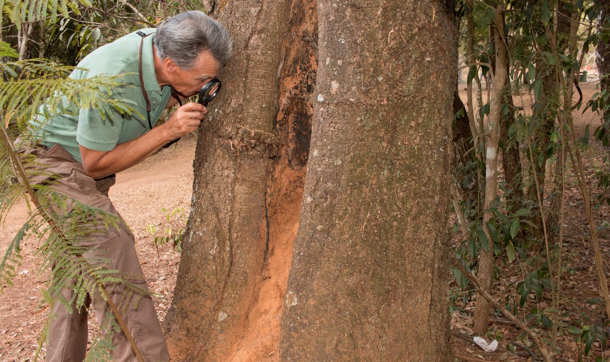 Termites in the trunk of a tree
