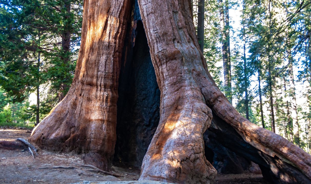 Giant Sequoia trees