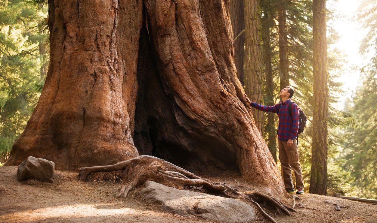 sequoia tree