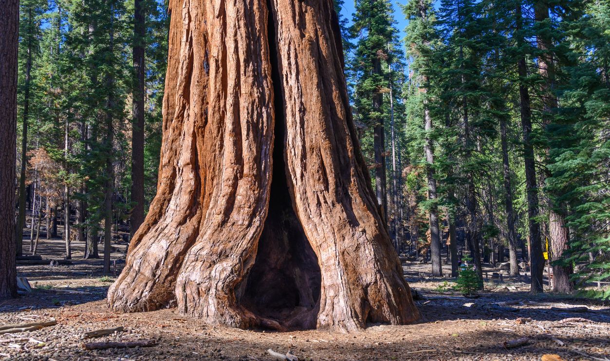 Giant Sequoias