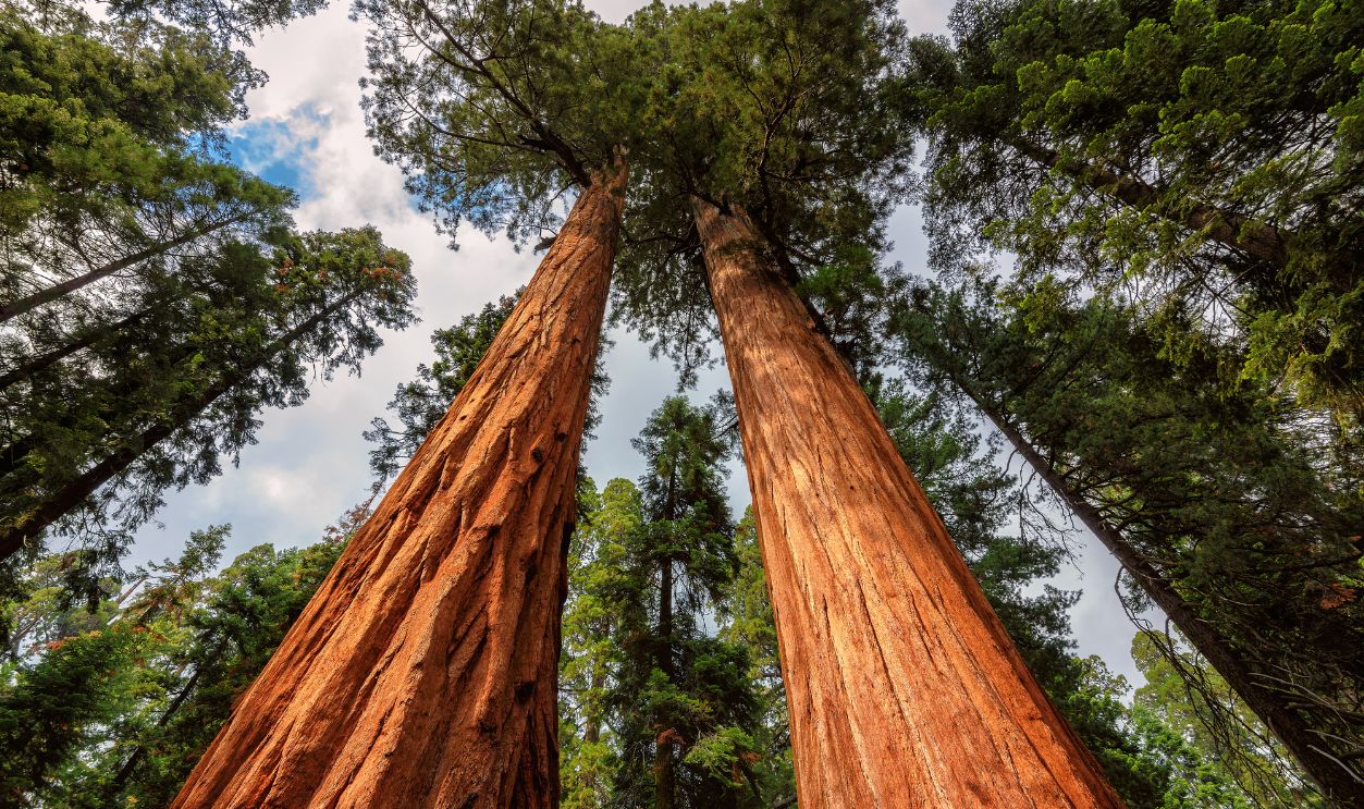 Giant Sequoias