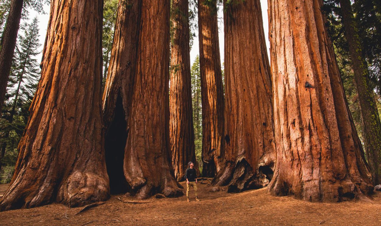 Walking Amongst Giants