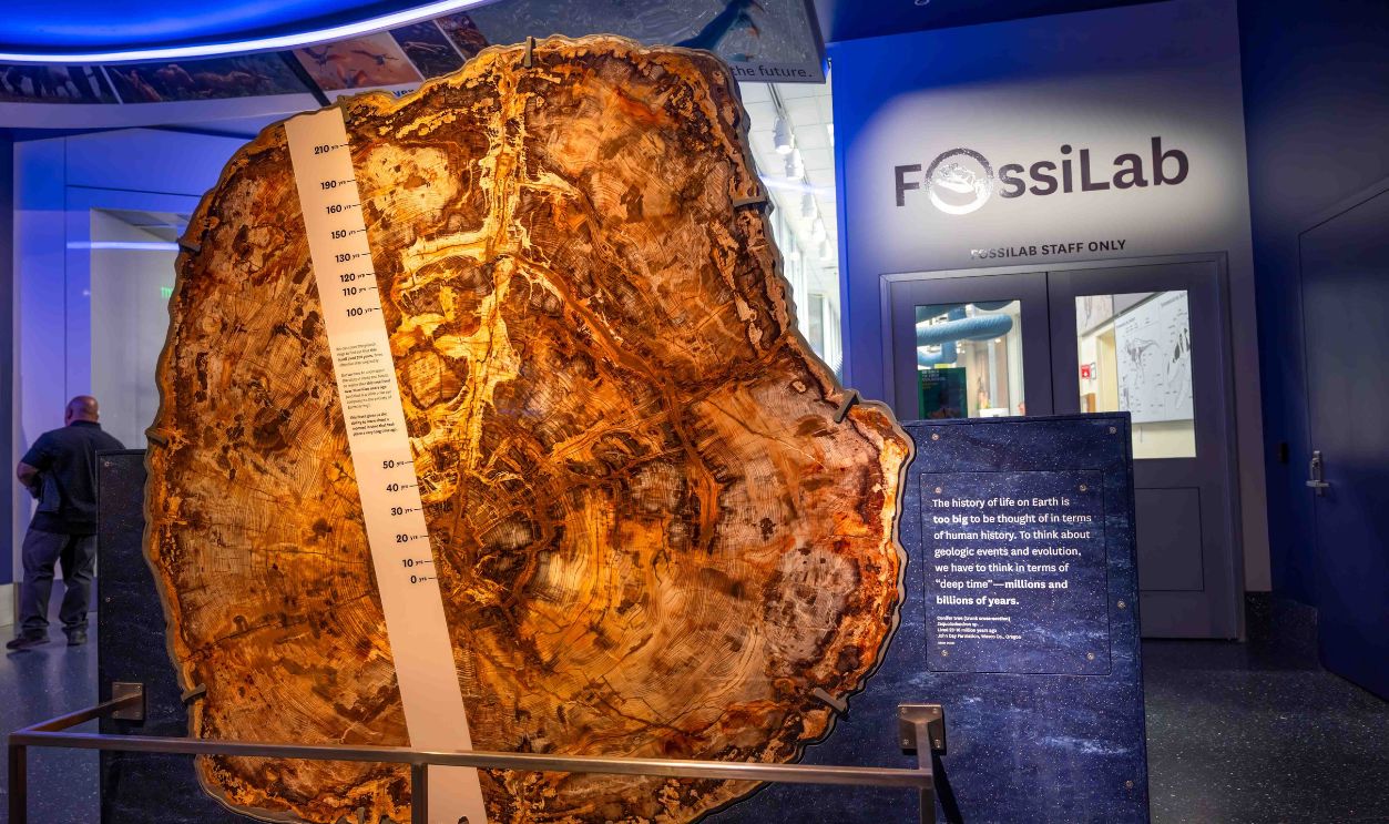 Giant petrified tree