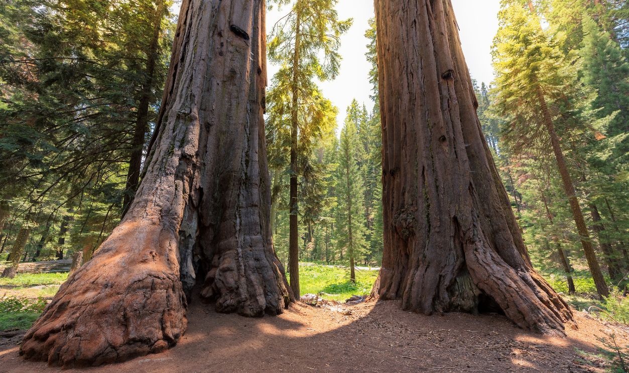 Giant Redwood trees