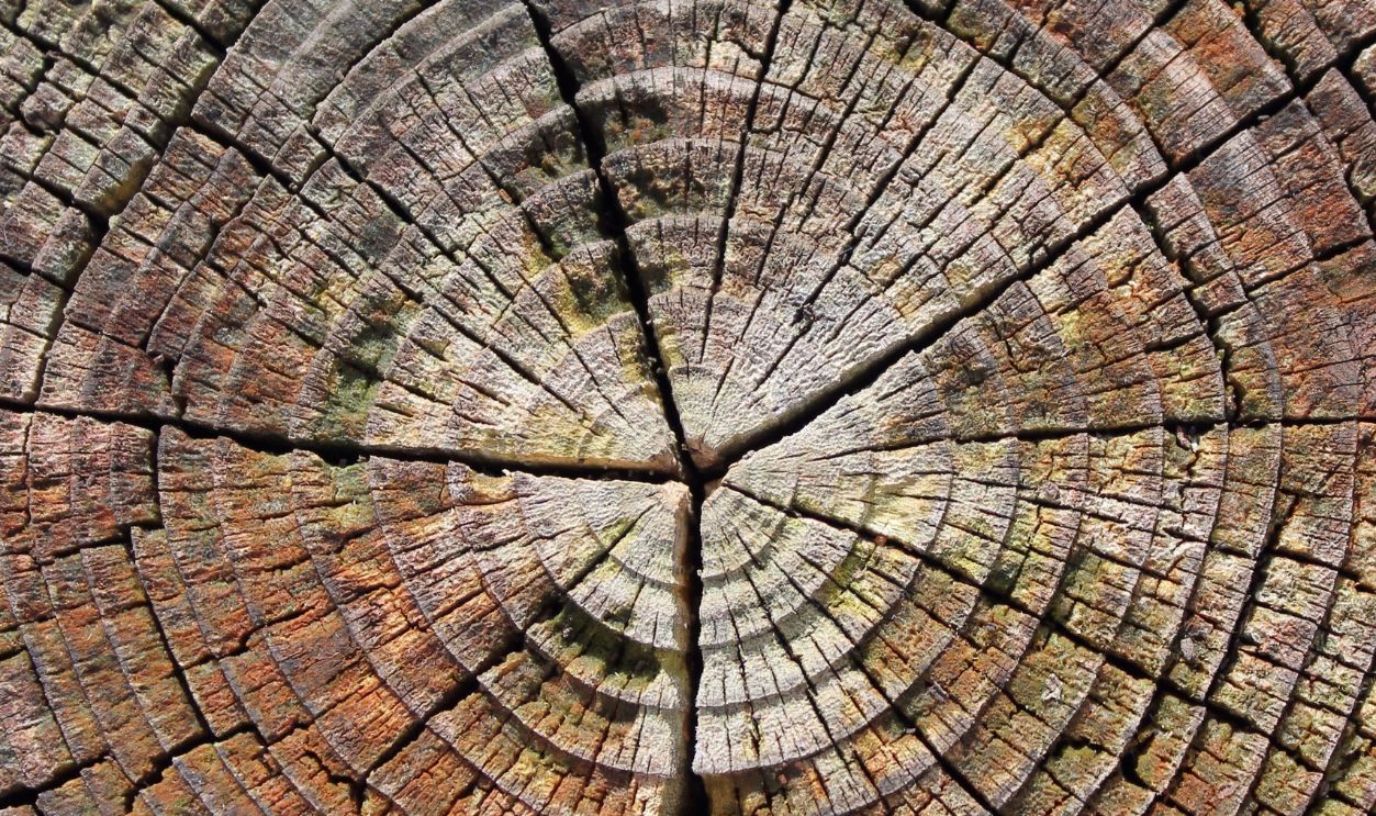 Tree Rings: Dendrochronology