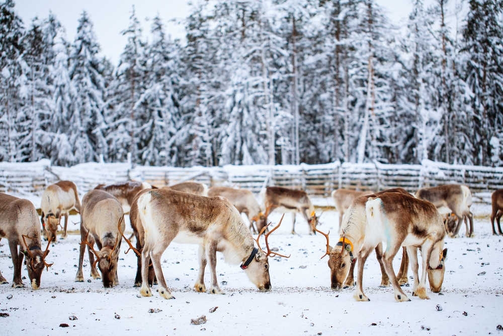 Reindeers during the winter