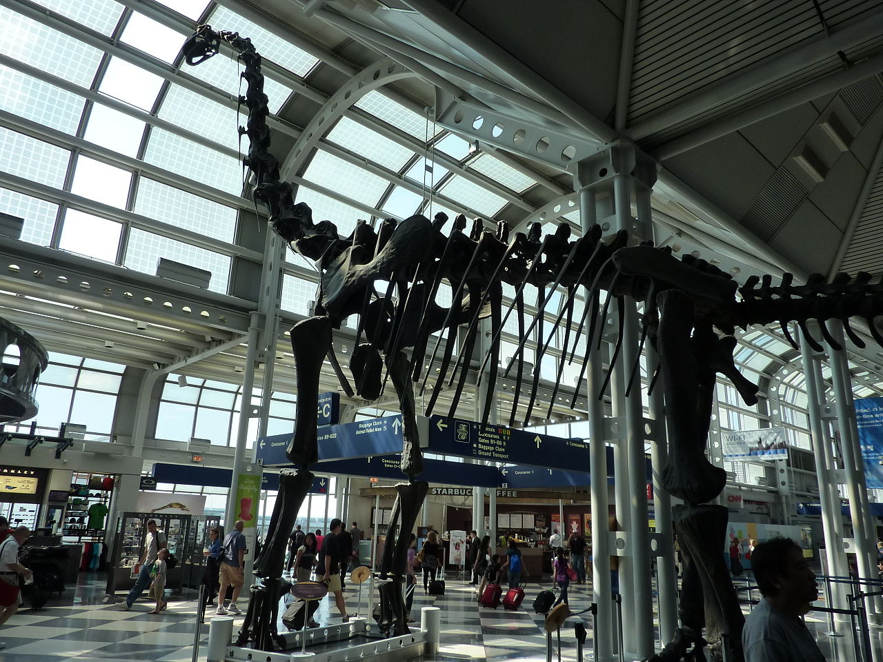 Brachiosaurus at Chicago Airport