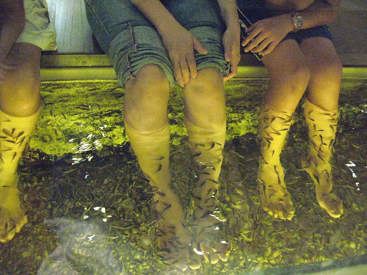 Photo of a fish pedicure