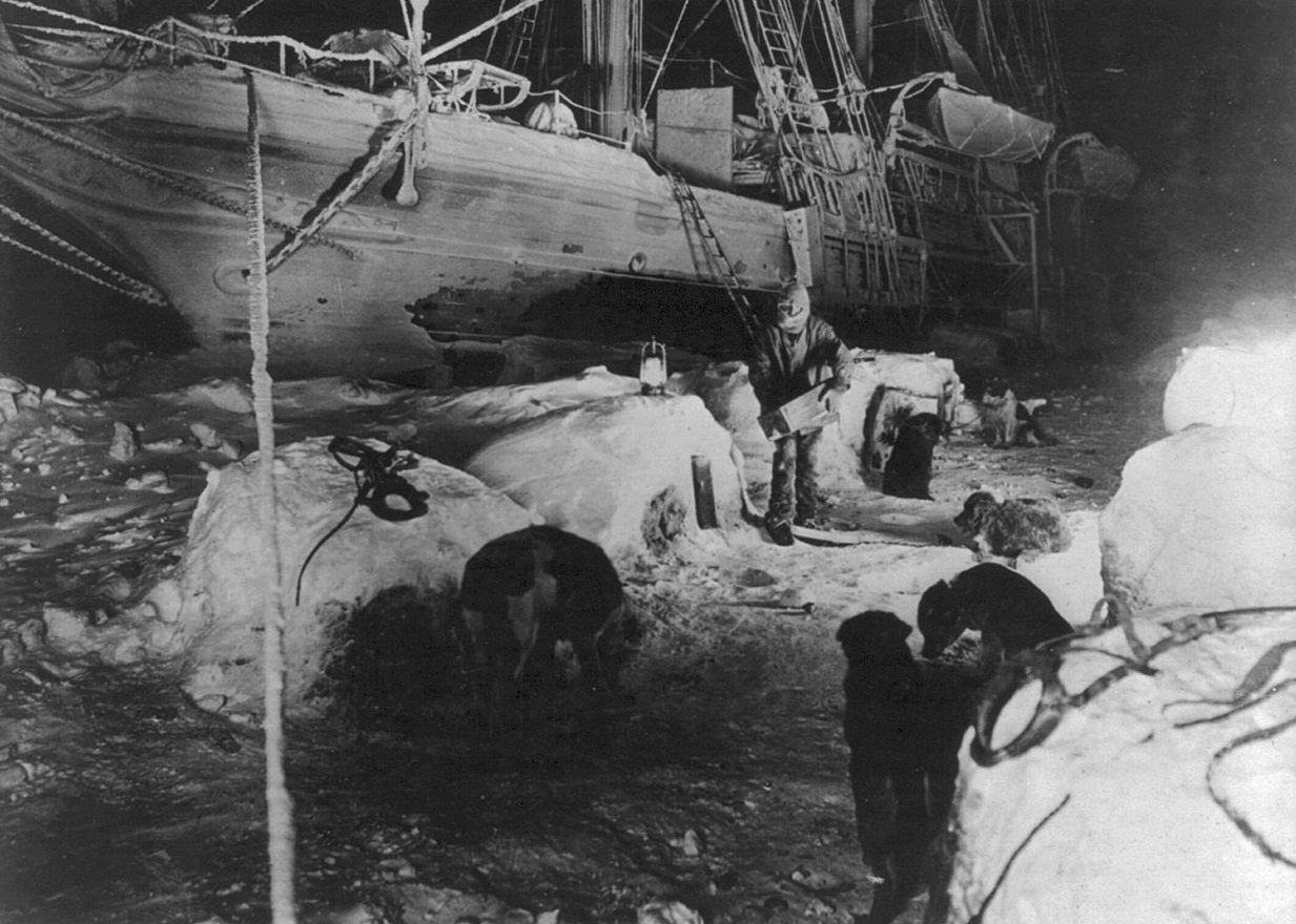 Faithful Dogs Being Fed In The Ice Kennel, While Endurance Was Stuck