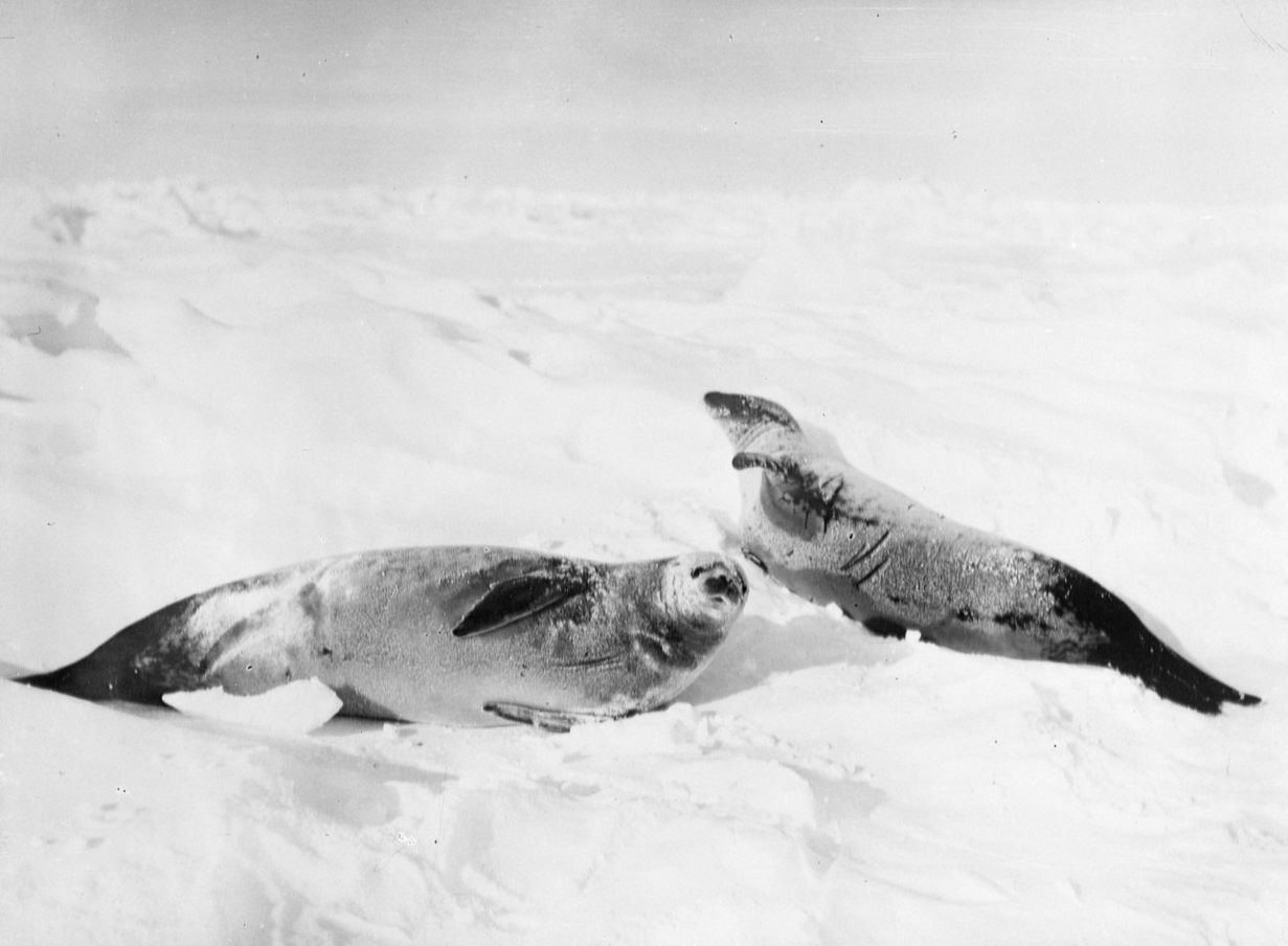 Two crab-eater seals on the ice, Weddell Sea - 1915