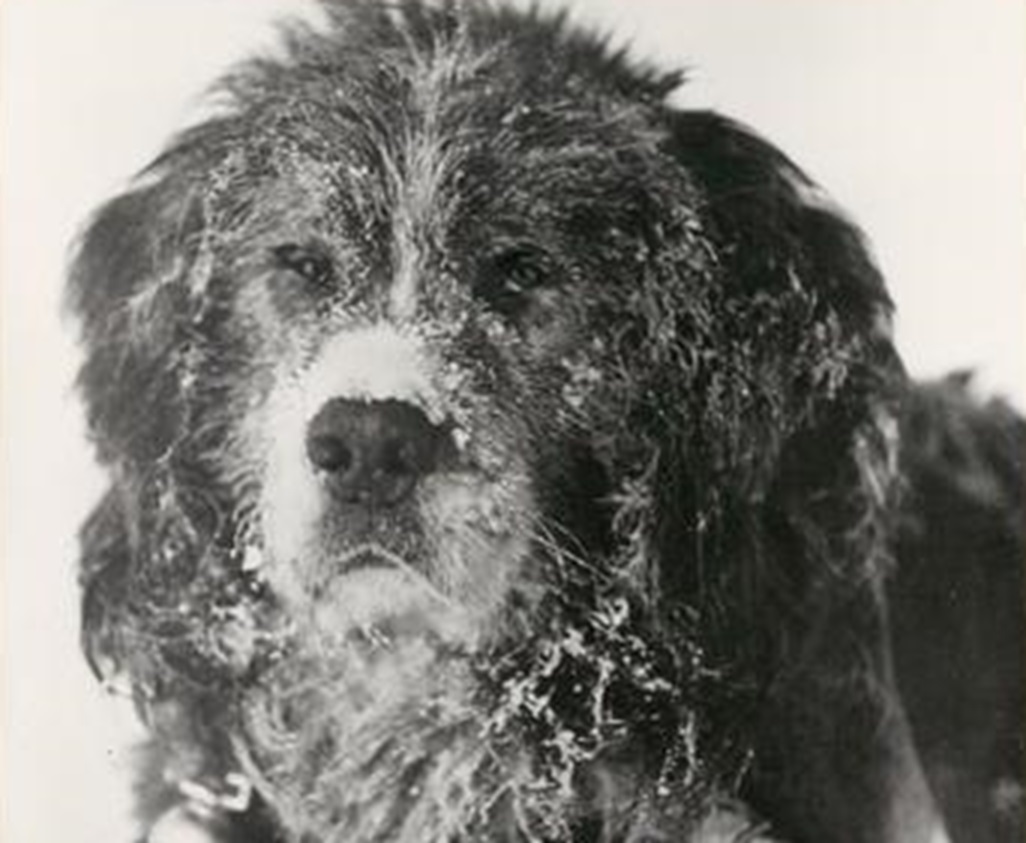 "Shakespeare", leader of Hurley's team, the most sagacious animal in the pack.