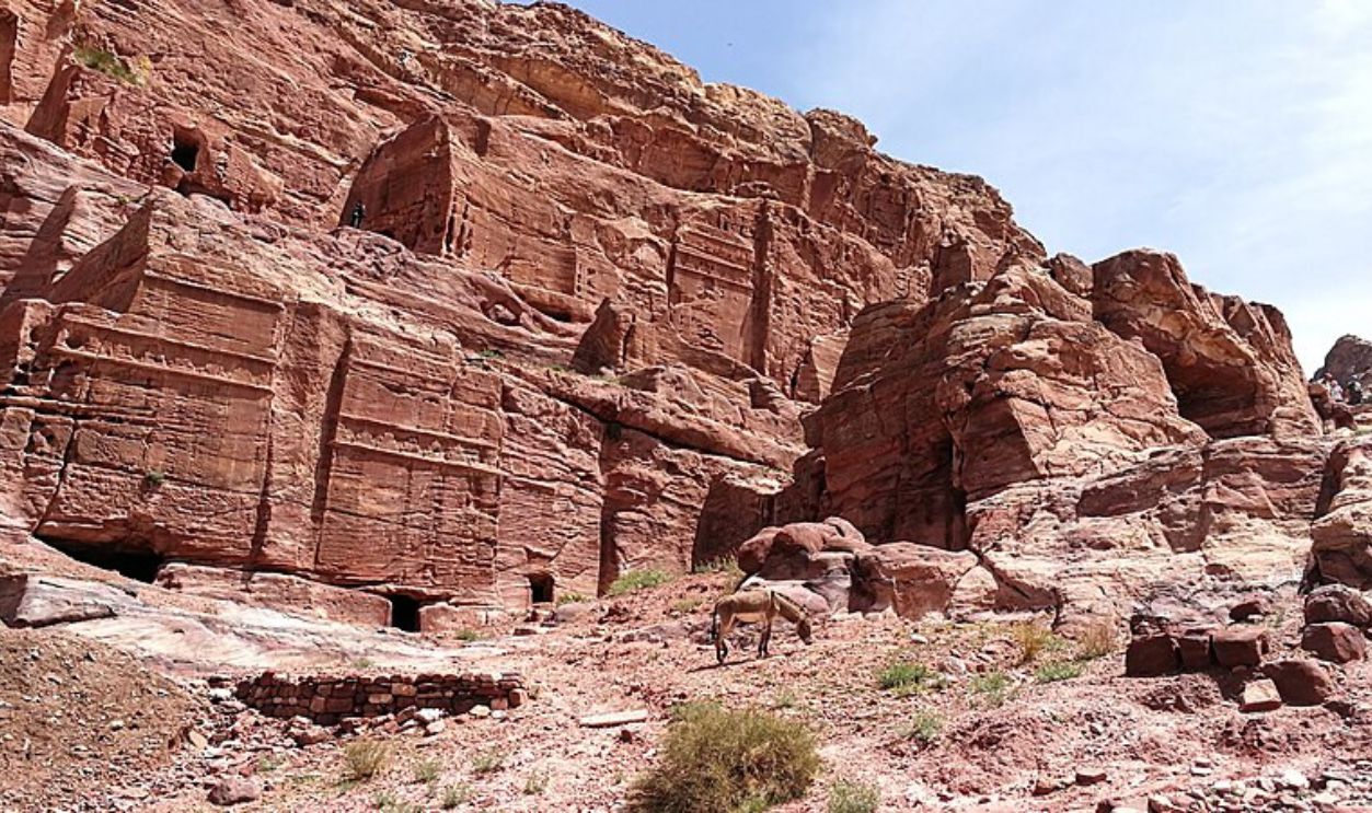 Conservation Efforts