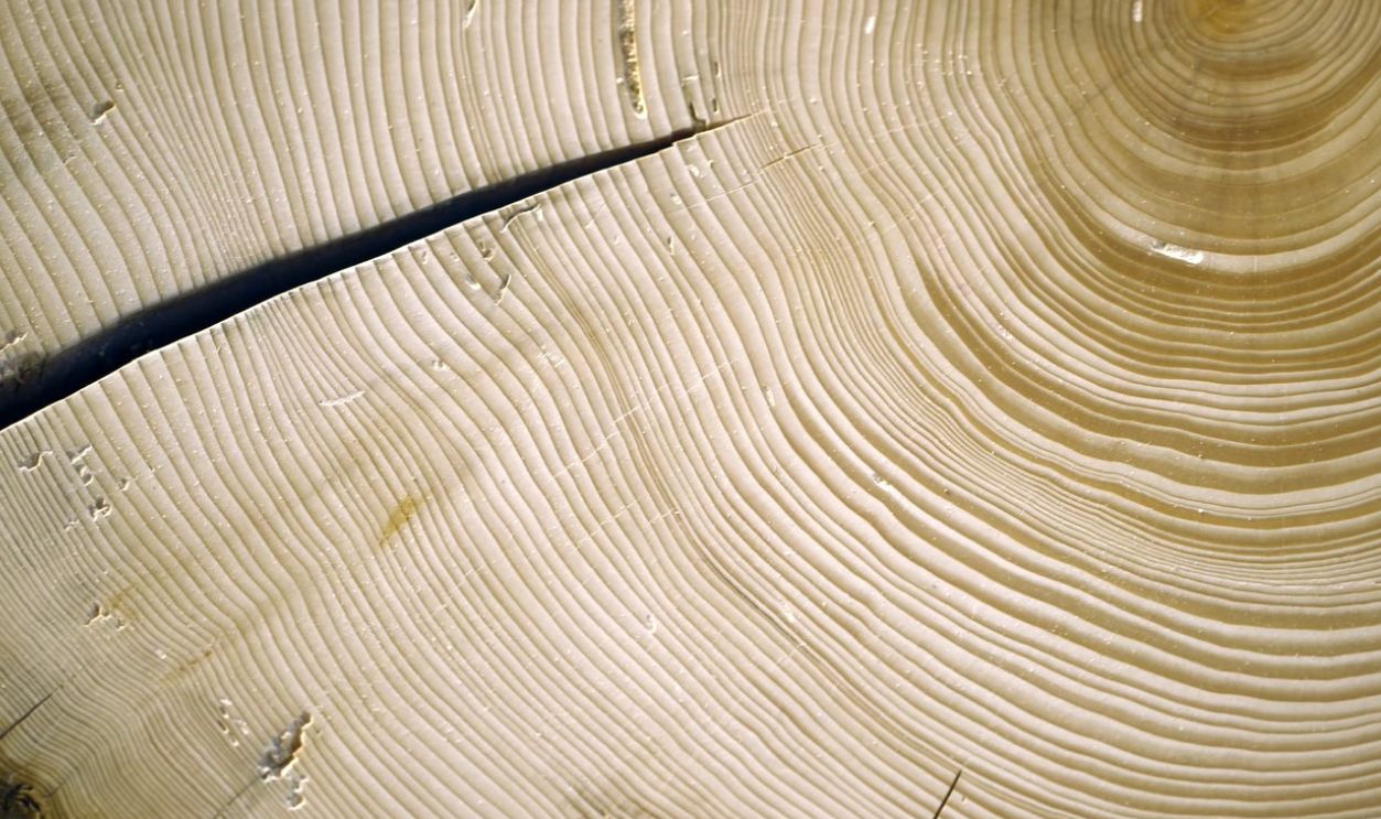 Tree Rings