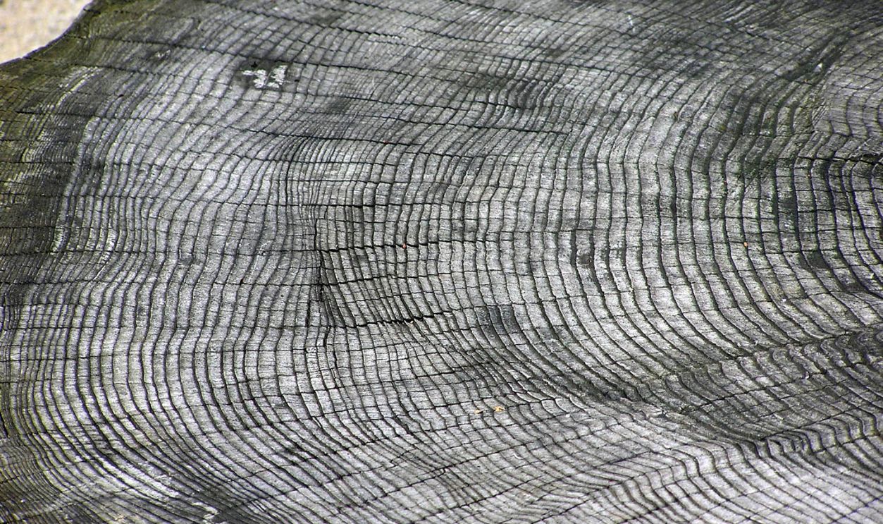 Tree Ring