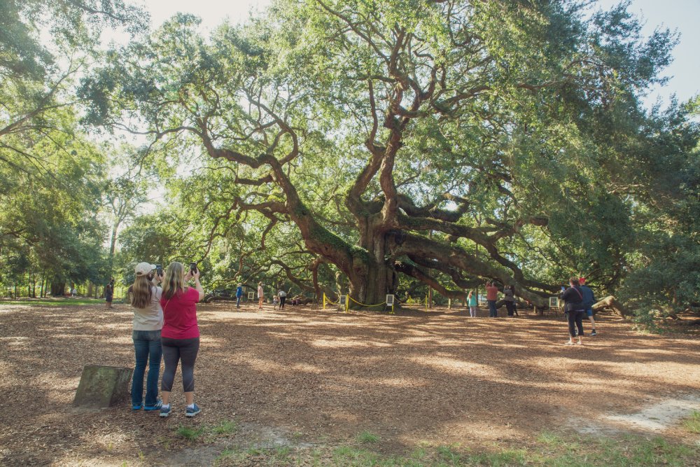 People in Angel Oak Park near Charleston, South Carolina