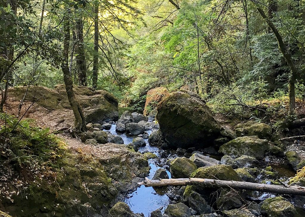 Landscape Photo of the Muir Woods National Monument