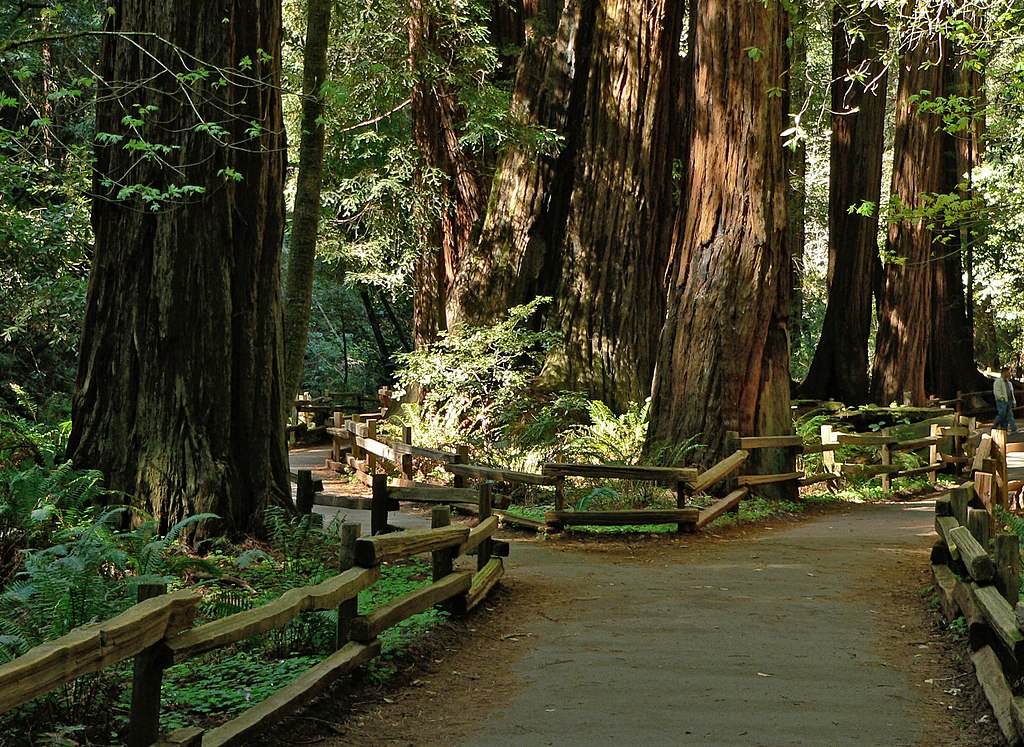Landscape Photo of the Muir Woods National Monument