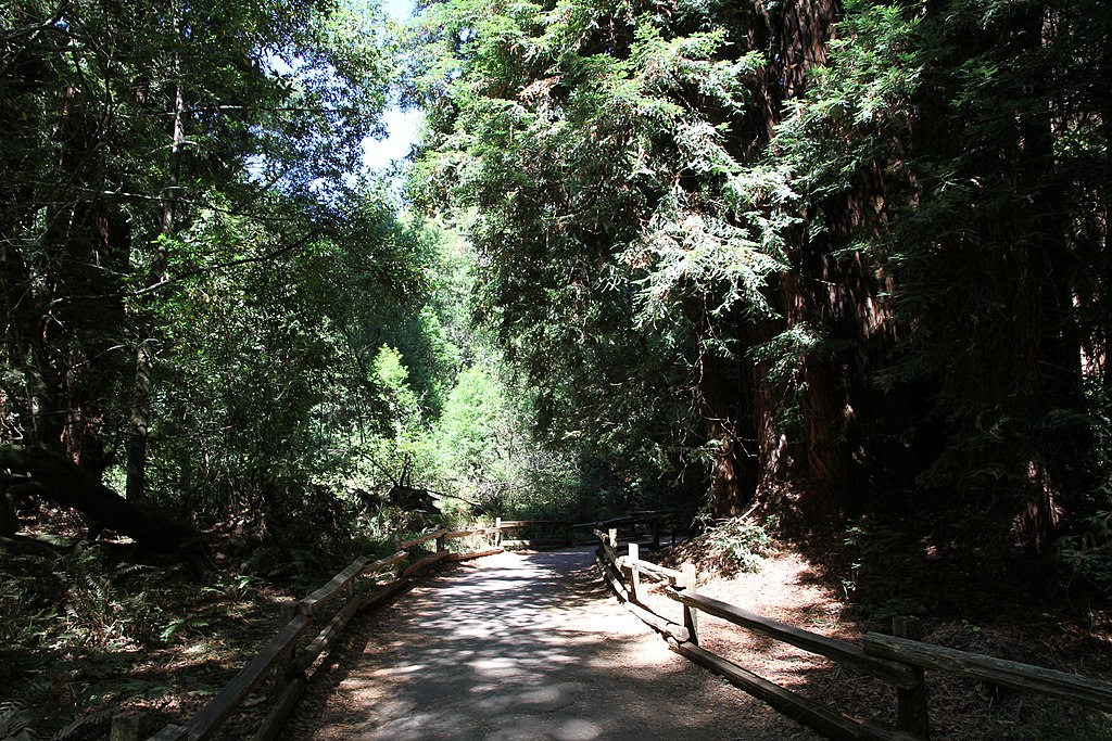 Landscape Photo of the Muir Woods National Monument