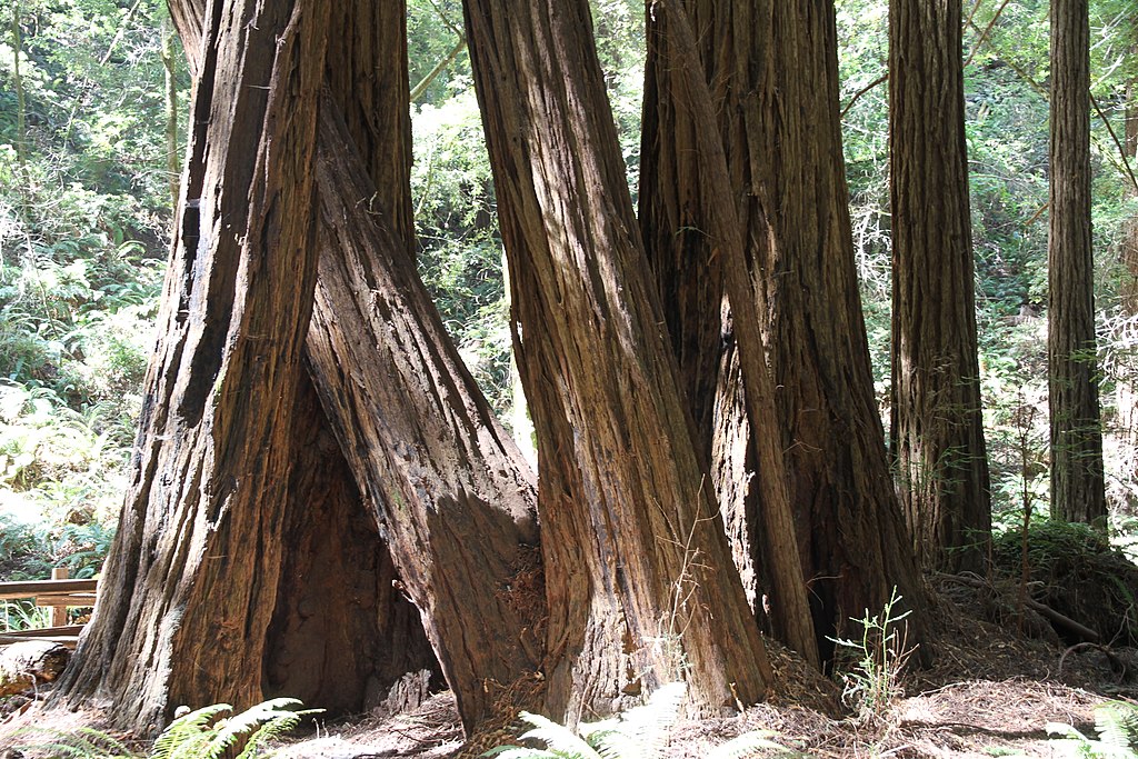Landscape Photo of the Muir Woods National Monument
