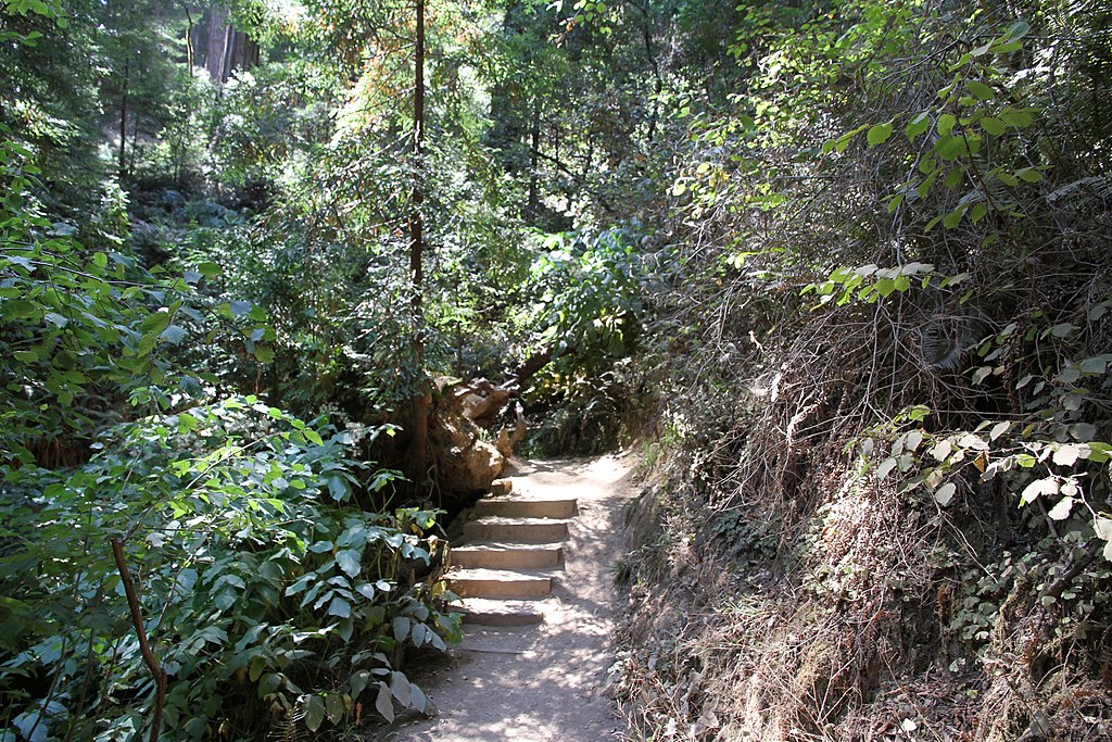 Landscape Photo of the Muir Woods National Monument