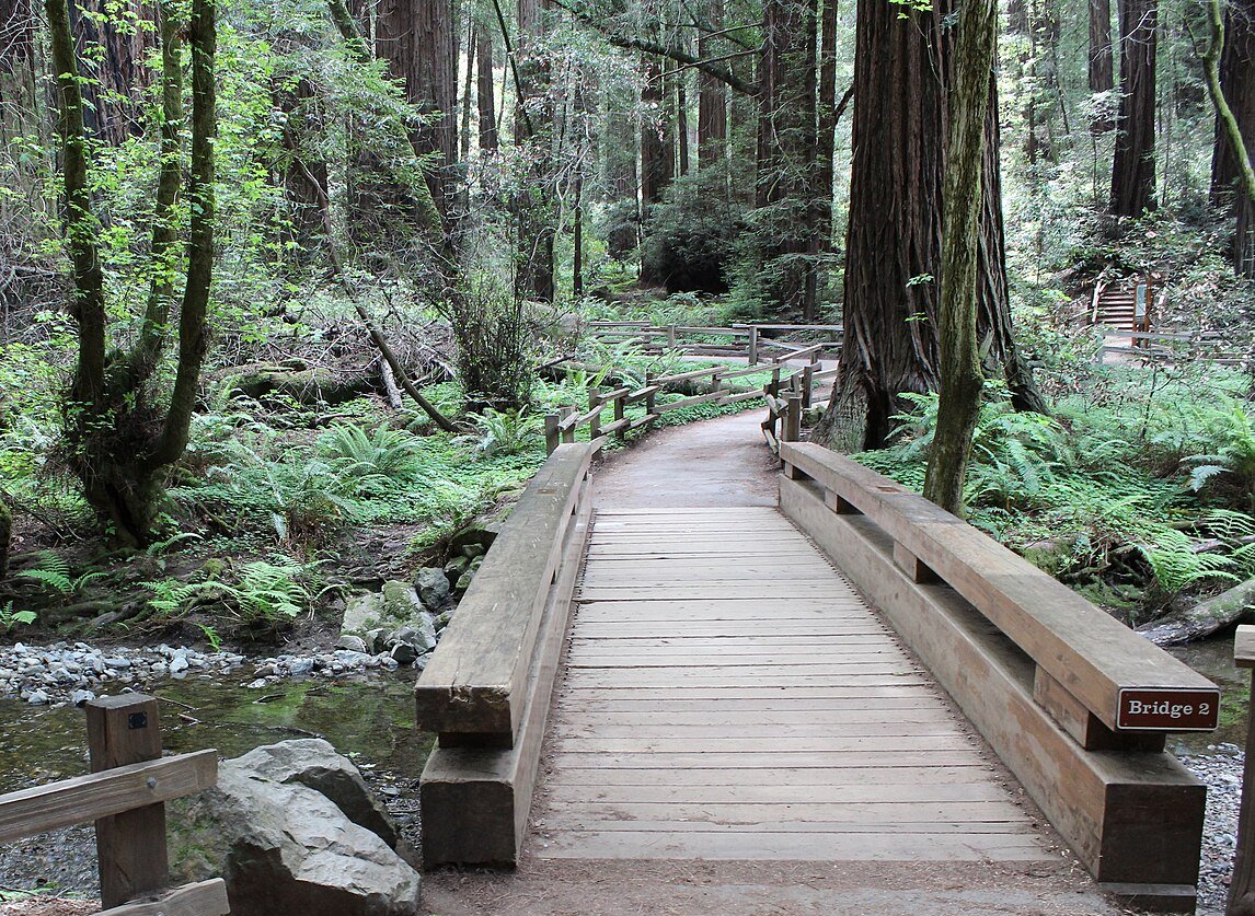 Landscape Photo of the Muir Woods National Monument