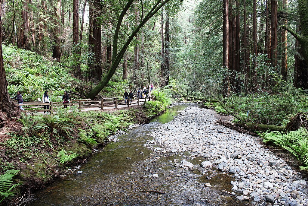 Landscape Photo of the Muir Woods National Monument