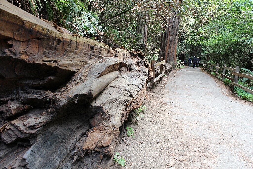 Landscape Photo of the Muir Woods National Monument