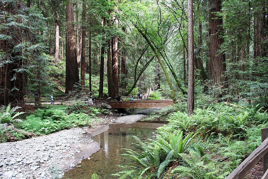 Landscape Photo of the Muir Woods National Monument