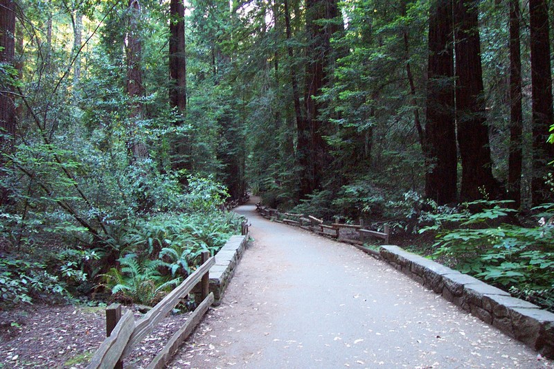 Landscape Photo of the Muir Woods National Monument