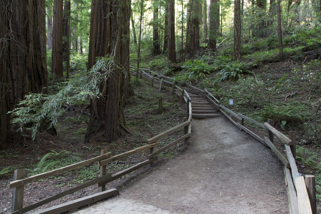 Landscape Photo of the Muir Woods National Monument