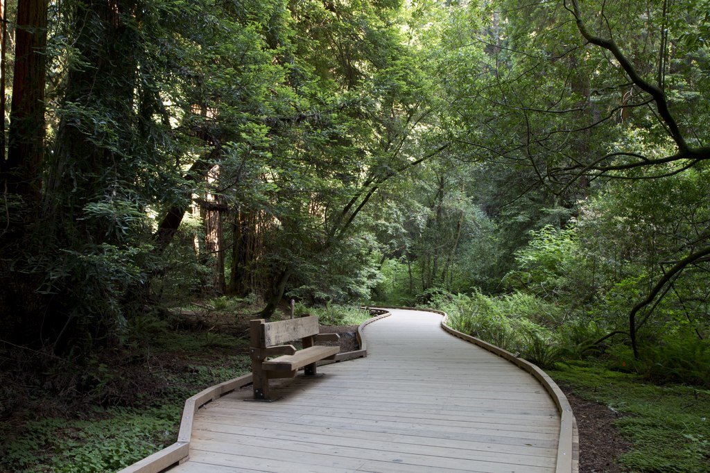 Landscape Photo of the Muir Woods National Monument