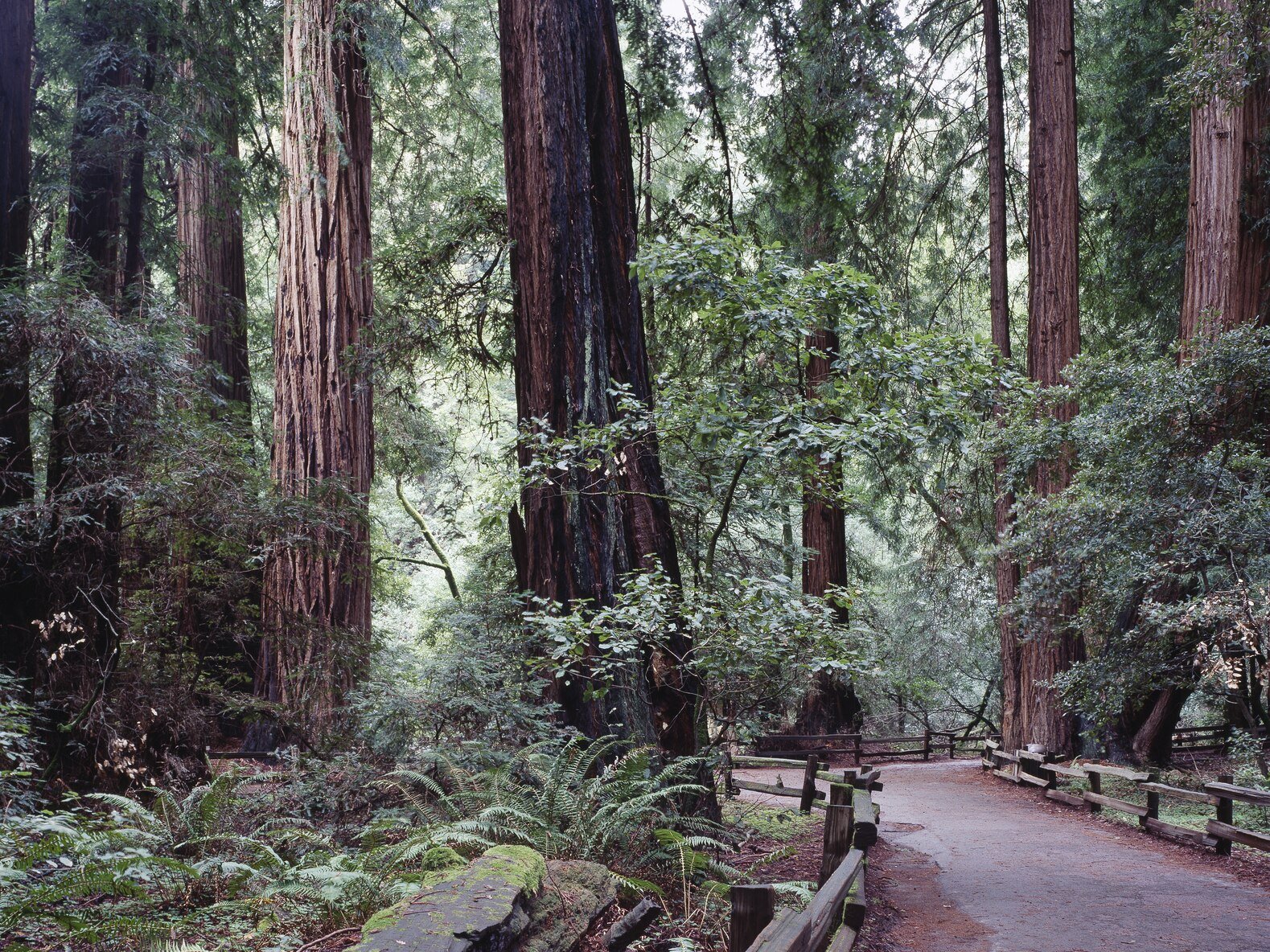 Landscape Photo of the Muir Woods National Monument