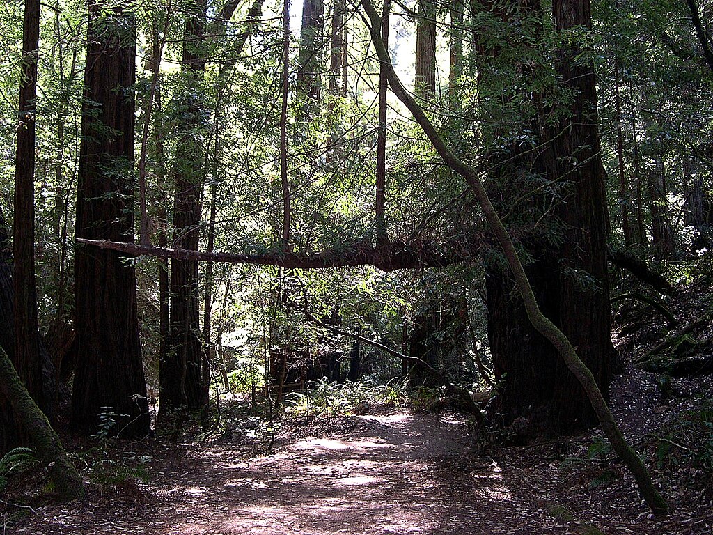 Landscape Photo of the Muir Woods National Monument