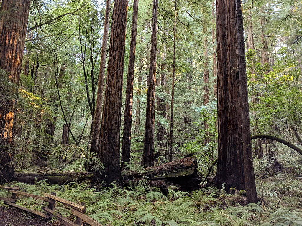 Landscape Photo of the Muir Woods National Monument