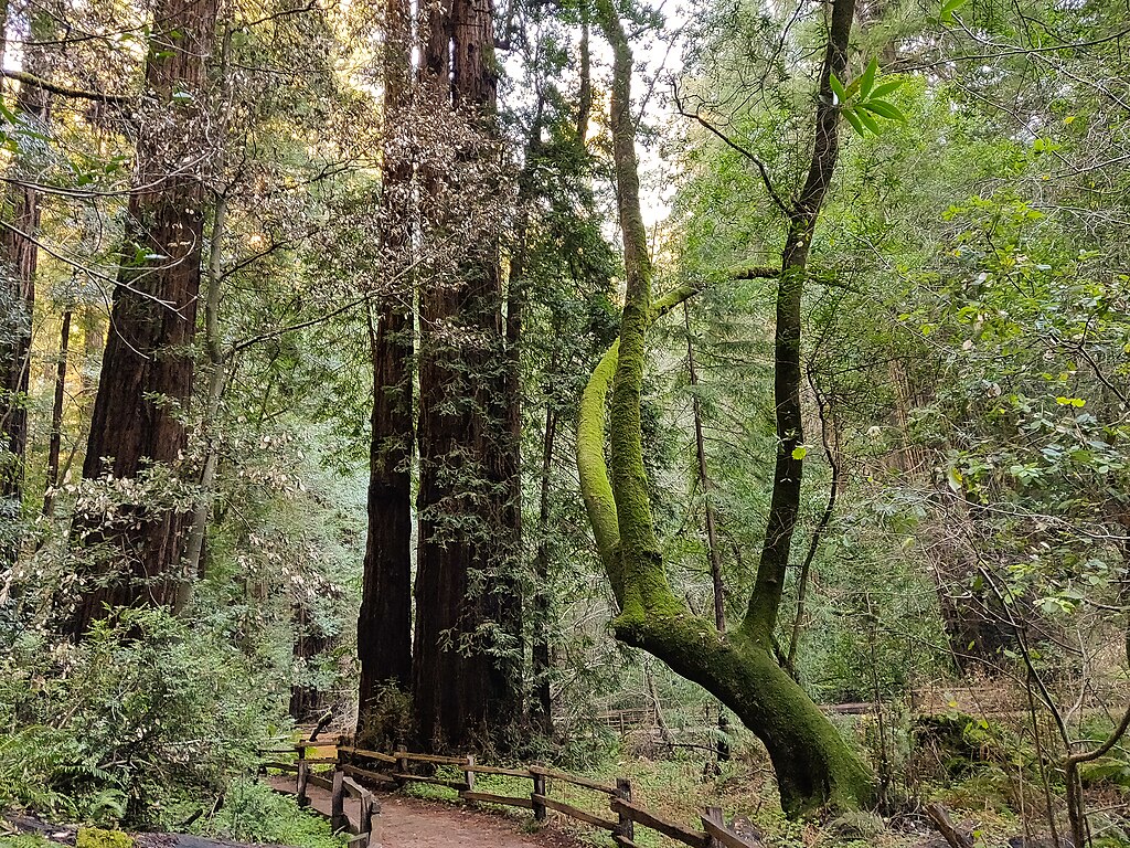 Muir Woods National Monument is part of California’s Golden Gate National Recreation Area