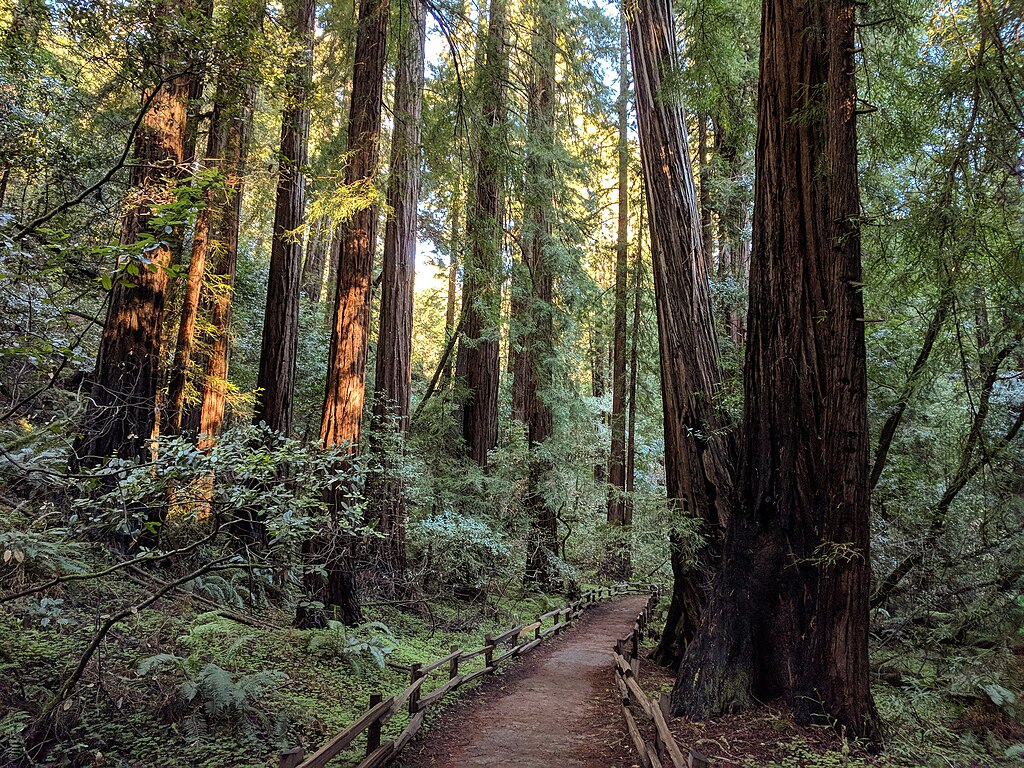 Landscape Photo of the Muir Woods National Monument