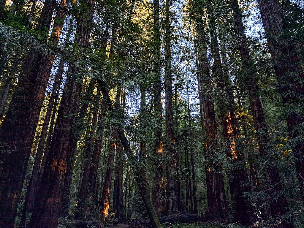 Landscape Photo of the Muir Woods National Monument