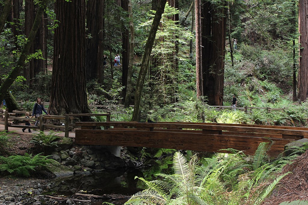 Landscape Photo of the Muir Woods National Monument